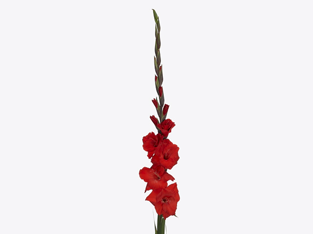 Гладиолус крупноцветковый "Bunga"