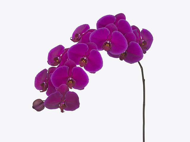 Phalaenopsis per flower 'Velvet Janet'