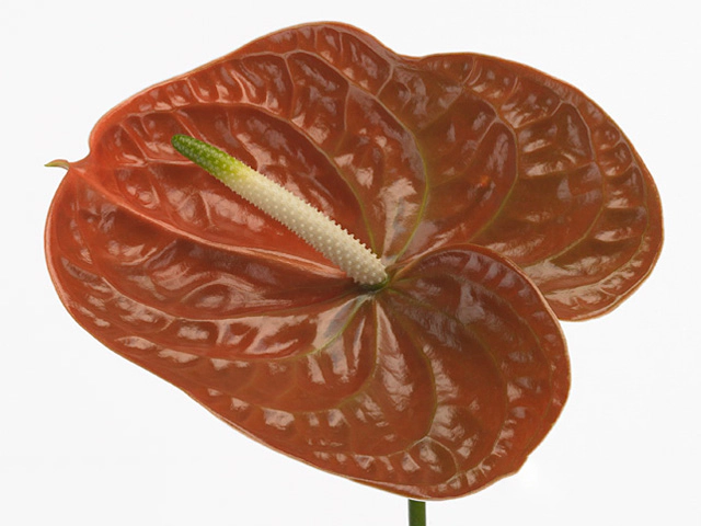 Anthurium (Andreanum Grp) Terrasol