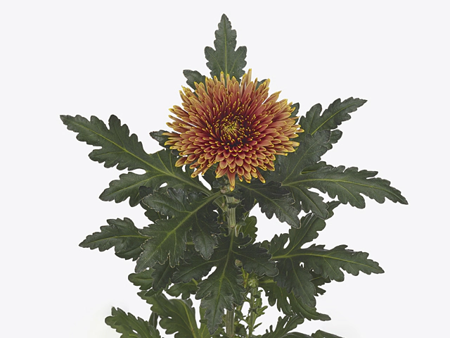 Chrysanthemum (Indicum Grp) disbudded Tula Copper