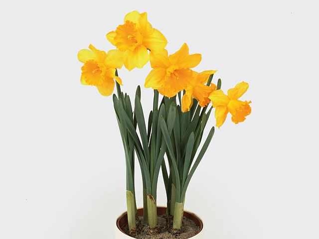 Narcissus (Large-cupped Grp) 'Carlton'