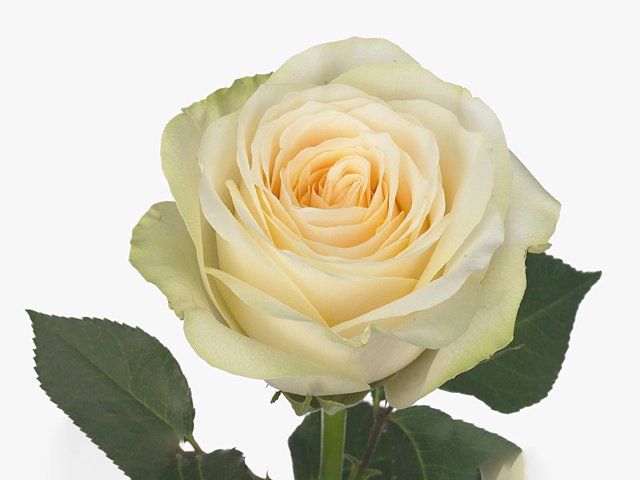 Роза крупноцветковая "Cremona"