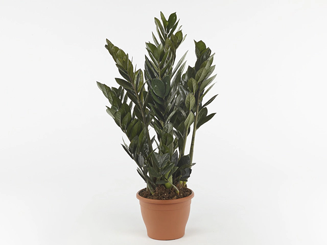 Zamioculcas zamiifolia Super Nova