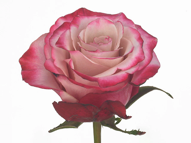 Роза крупноцветковая "Sweetberry"