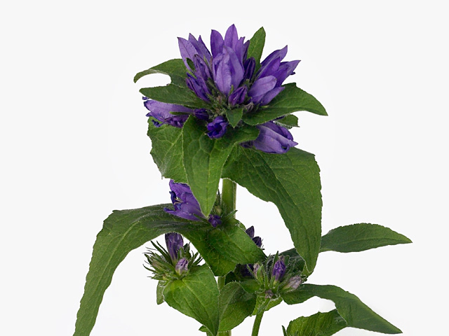 Campanula glomerata