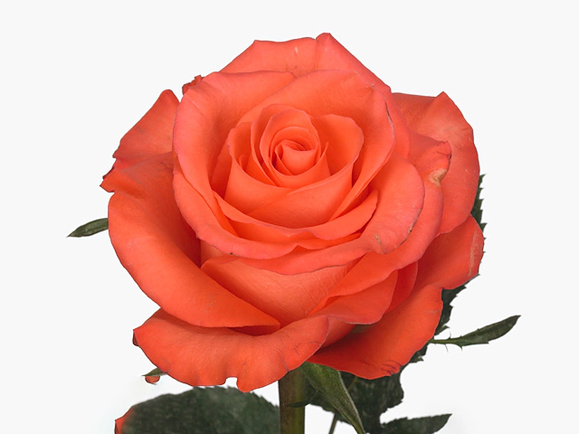 Роза крупноцветковая "Simba"