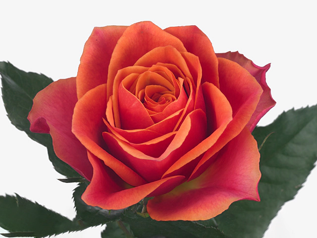 Rosa large flowered Cosmopolitan