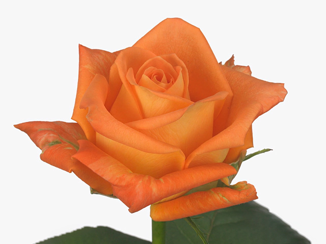Роза крупноцветковая "Royal Maxxi@"