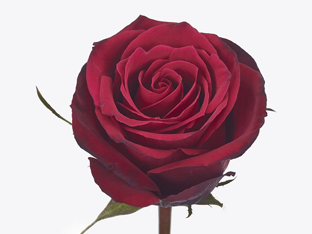 Роза крупноцветковая "Brave"