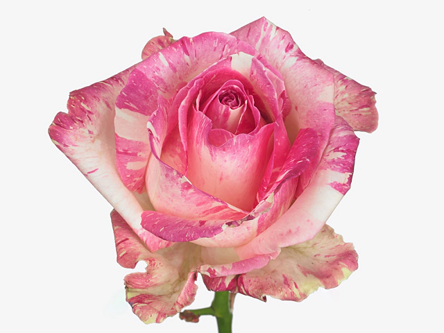 Роза крупноцветковая "Freaky Avalanche+"