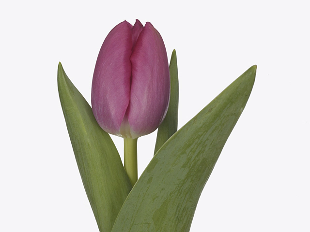 Tulipa (Triumph Grp) 'Wifi'