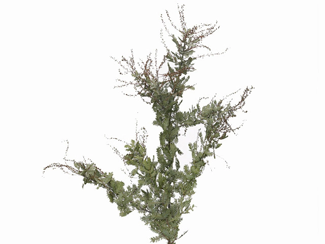 Acacia baileyana green 'Purpurea'