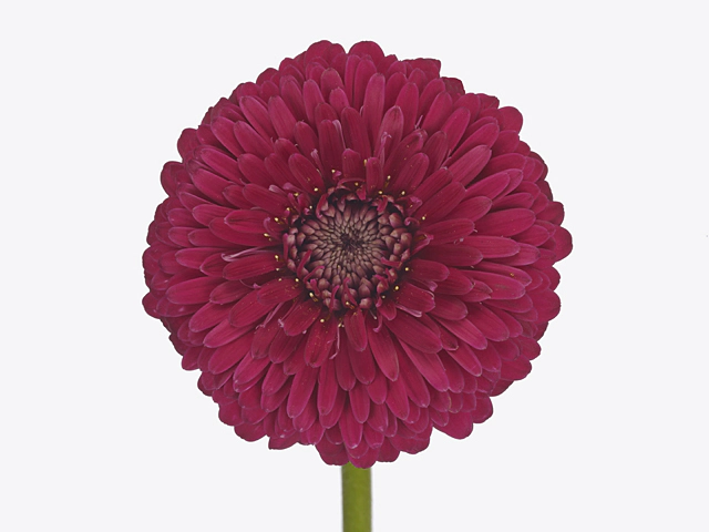 Gerbera mini globose Bolero RicoRico