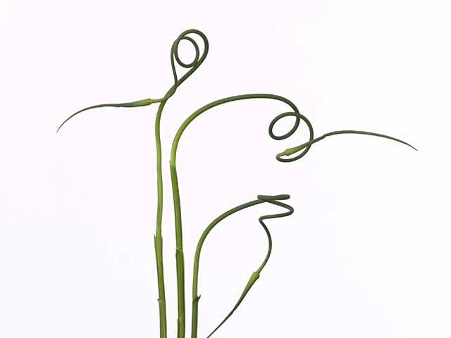 Allium sativum subsp. ophioscorodon