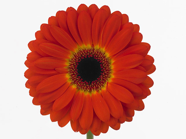 Гербера крупноцветковая "Imax"