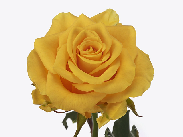 Роза крупноцветковая "Zodiac!"