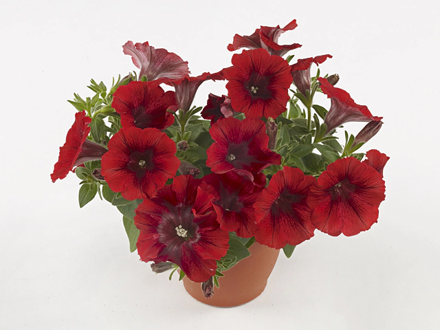 Petunia Tea Red