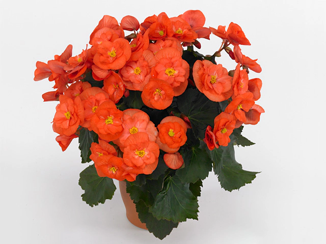 Begonia (Elatior Grp) semi double SSU Sunny Orange
