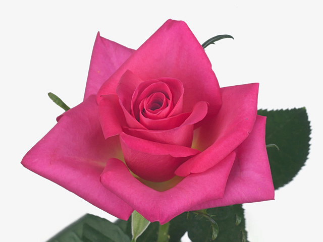 Роза крупноцветковая "Lolita"