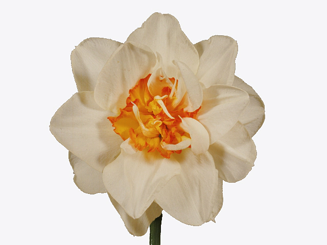 Narcissus (Double Grp) 'Flower Drift'