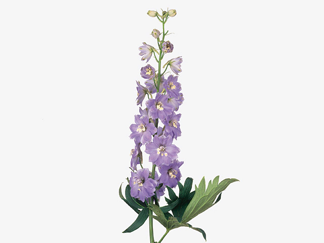 Delphinium (Elatum Grp double flowered 'Magic Fountains Lavender'