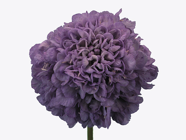 Scabiosa stellata