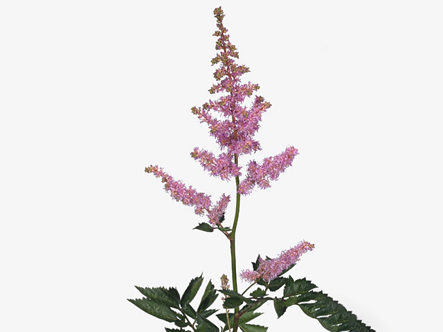 Astilbe (Arendsii Grp) 'Mea'