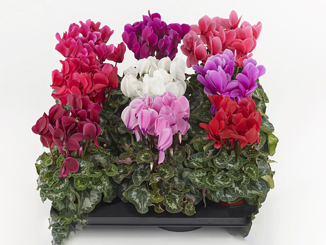 Cyclamen persicum large flowered Halios Hd