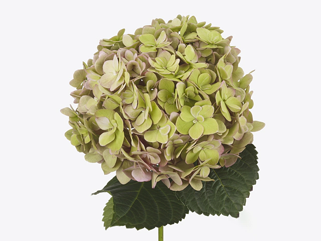Hydrangea macrophylla Adora (classic)