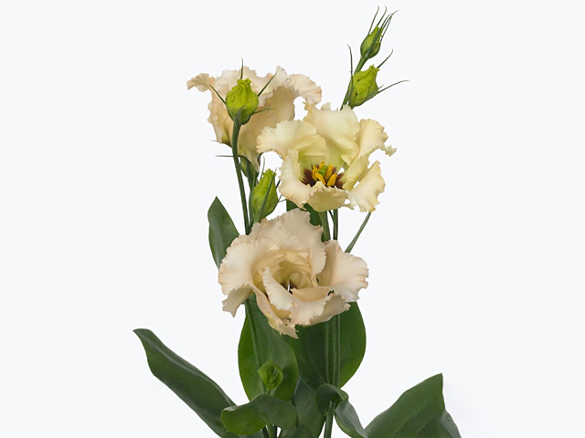 Eustoma russellianum single flowered 'Falda Apricot'