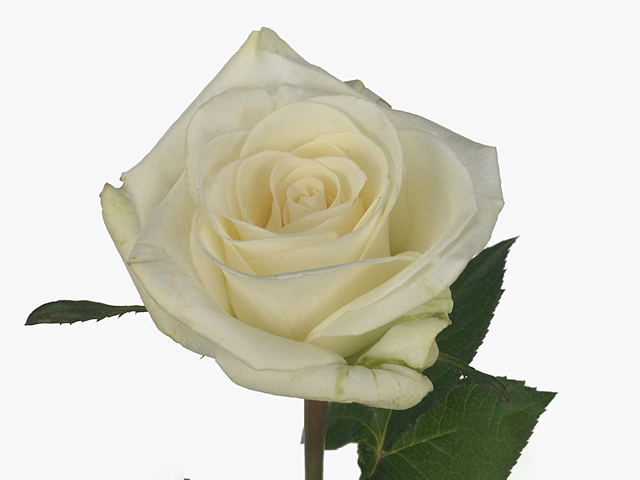 Роза крупноцветковая "Felicity"