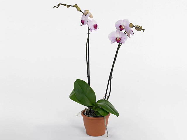 Phalaenopsis 'Cyrene'