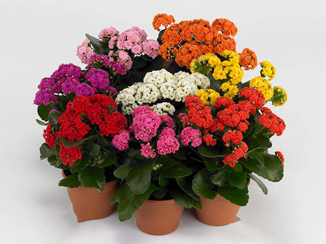 Kalanchoe blossfeldiana double Rose Flowers mixed 3 colours