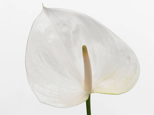Anthurium (Andreanum Grp) Sumi