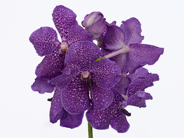 Ванда "Sumathi Violet Blue"