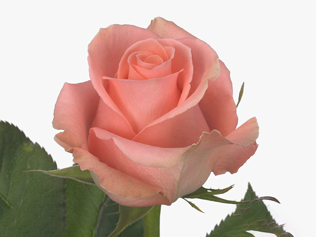 Rosa large flowered Big Success