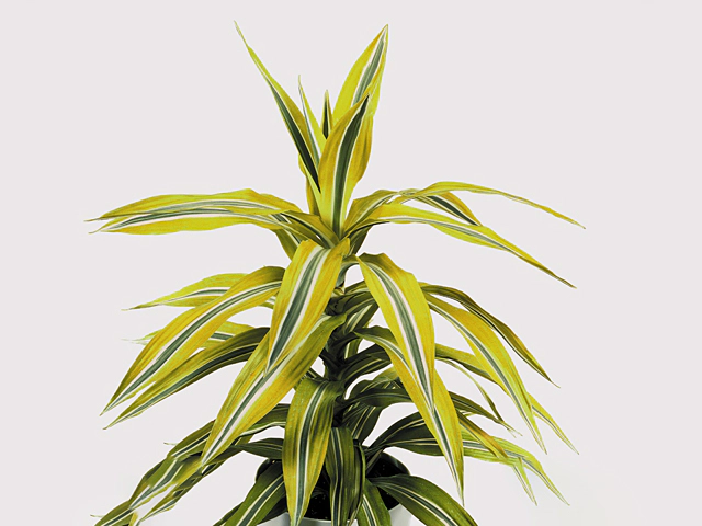 Dracaena fragrans (Deremensis Grp) Lemon Lime