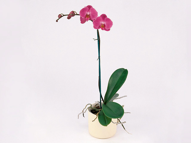 Phalaenopsis 'Cerise Gem'