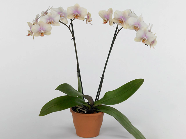 Phalaenopsis Anthura Malmo