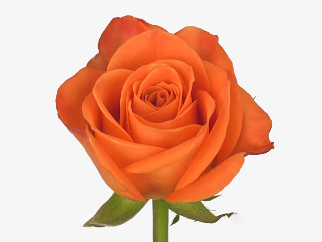 Роза крупноцветковая "Amina"