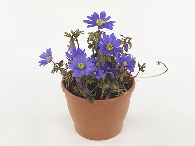 Anemone blanda