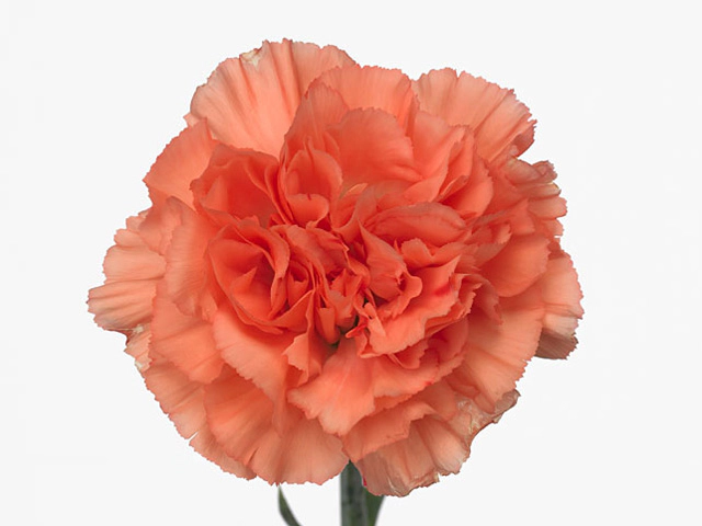 Гвоздика обыкновенная  "Segreto"