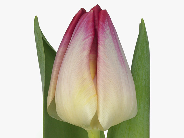Tulipa (Triumph Grp) 'Supri Erotic'