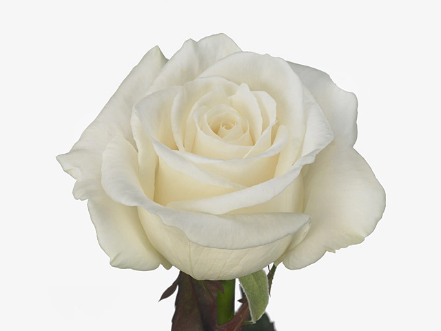 Роза крупноцветковая "White Charming"
