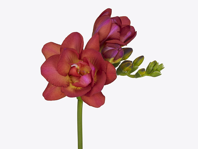 Freesia double flowered 'Vicenza'
