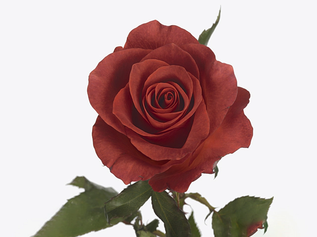 Роза крупноцветковая "Amaretto"