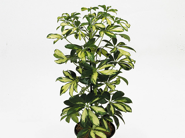 Schefflera arboricola 'Gerda'