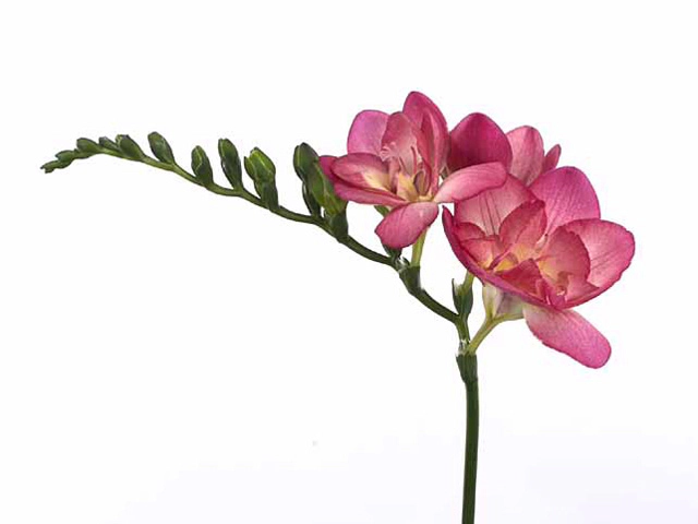 Freesia double flowered 'Pink Fountain'