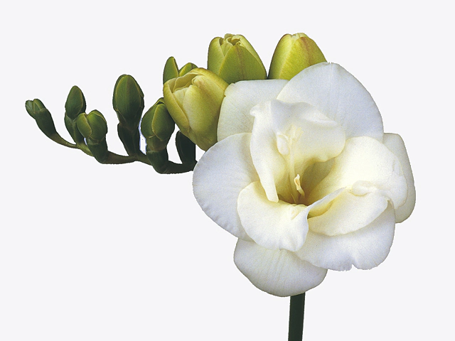 Freesia double flowered Versailles