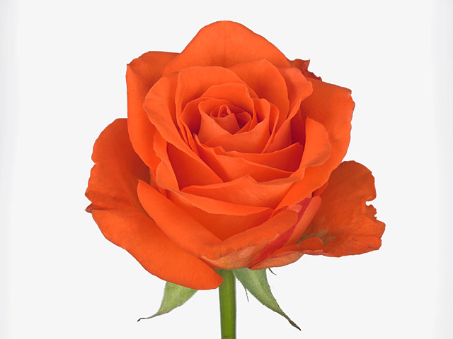Роза крупноцветковая "Dutch Beauty!"